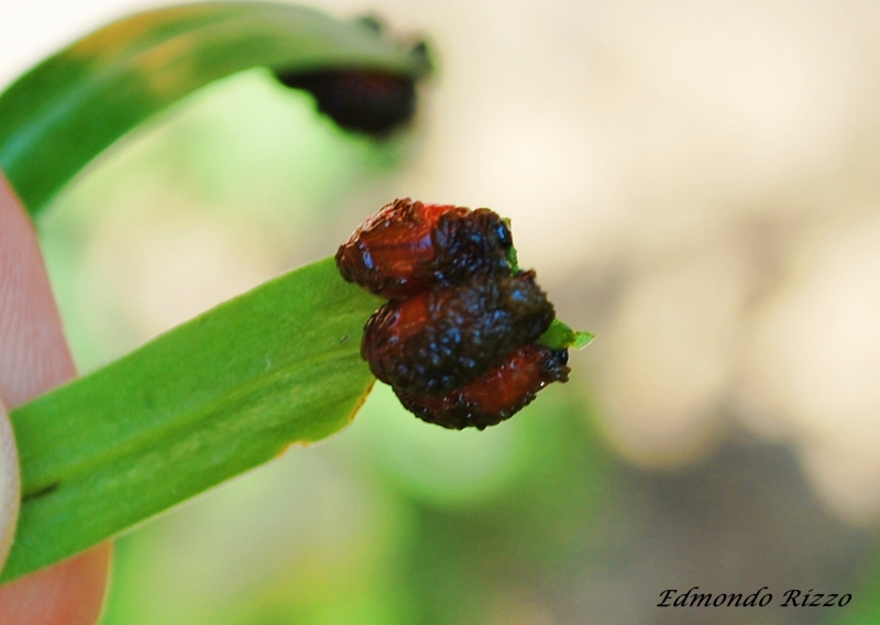 Lilioceris lilii (ciclo)